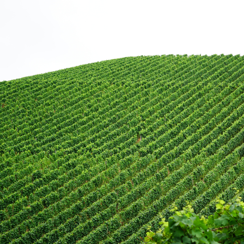 Glifosato: MPT pede banimento de agrotóxico mais vendido no mundo